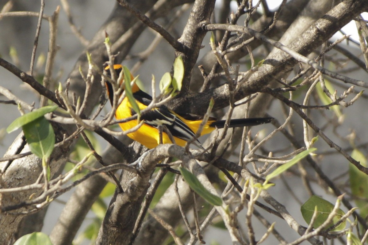 Altamira Oriole - ML646984085