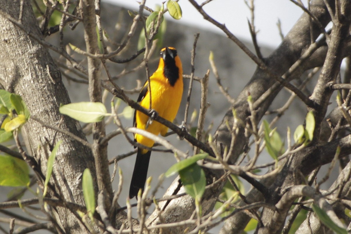 Altamira Oriole - ML646984086