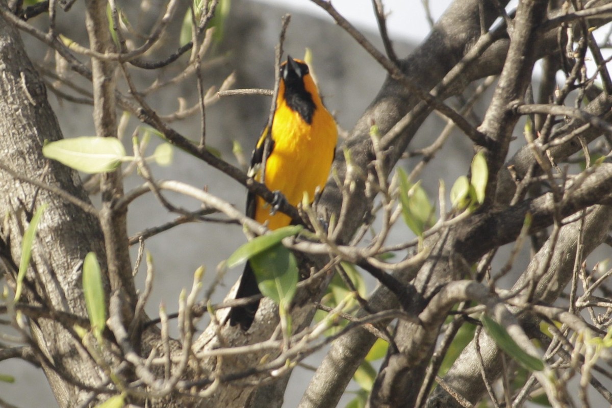 Altamira Oriole - ML646984087