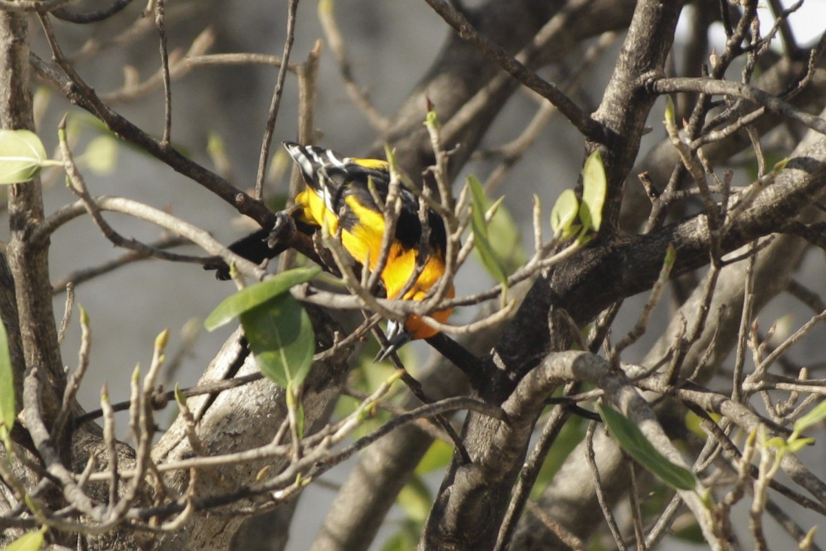 Schwarzkehltrupial - ML646984088