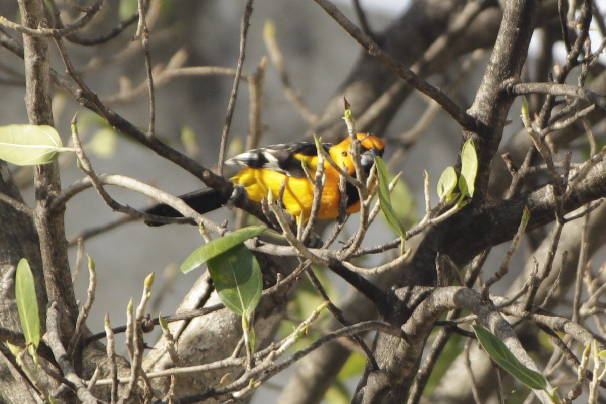 Altamira Oriole - ML646984089