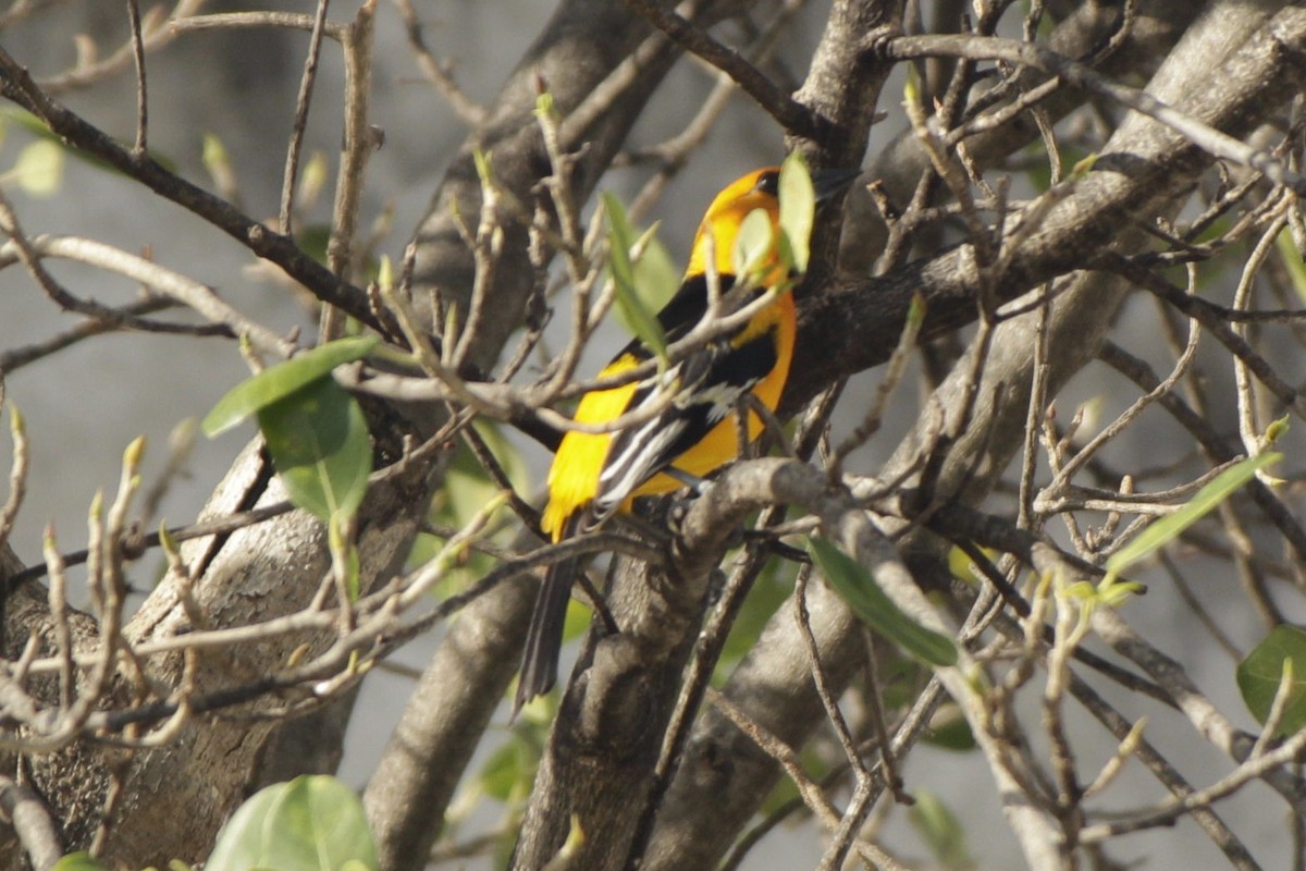 Altamira Oriole - ML646984090