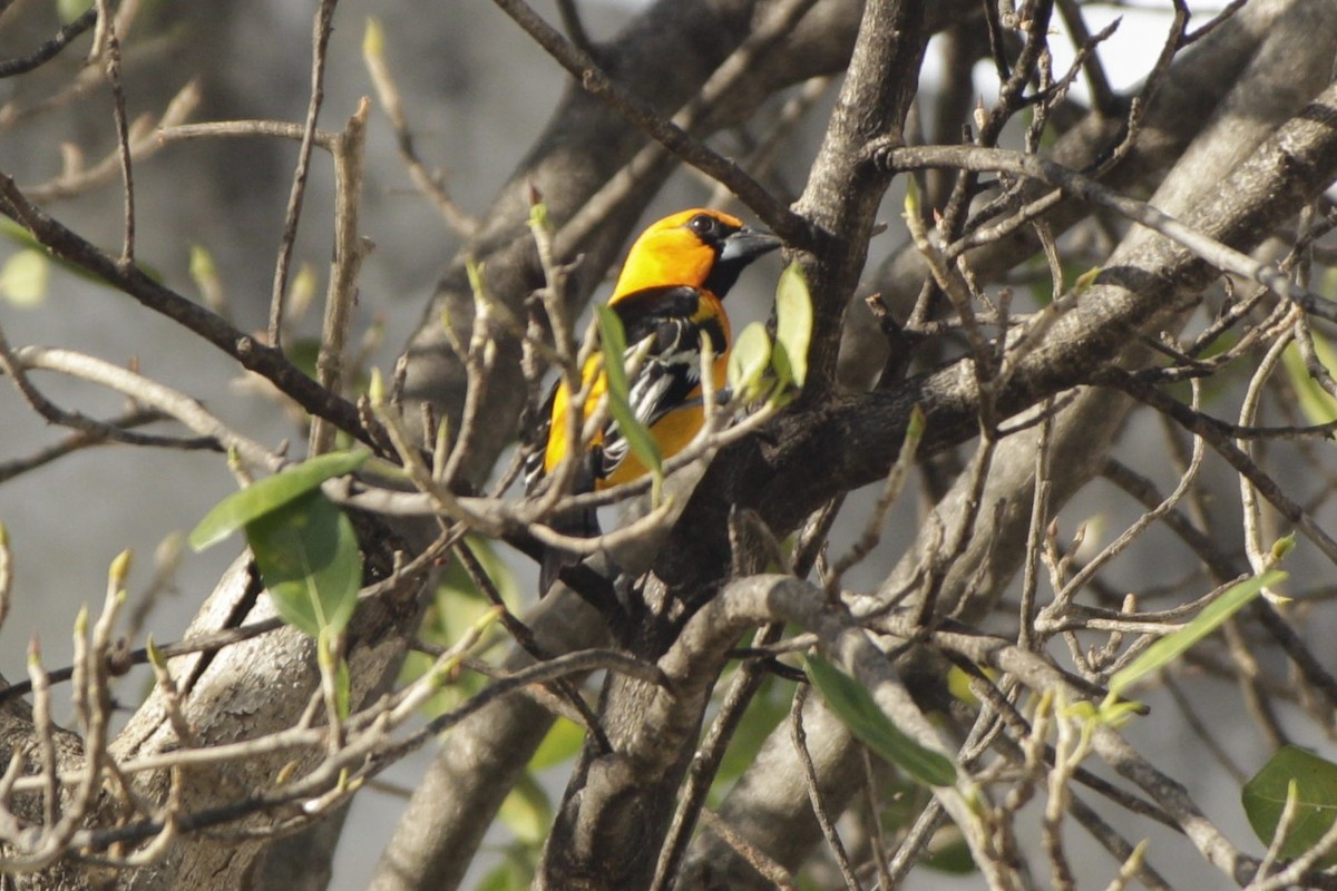 Schwarzkehltrupial - ML646984091