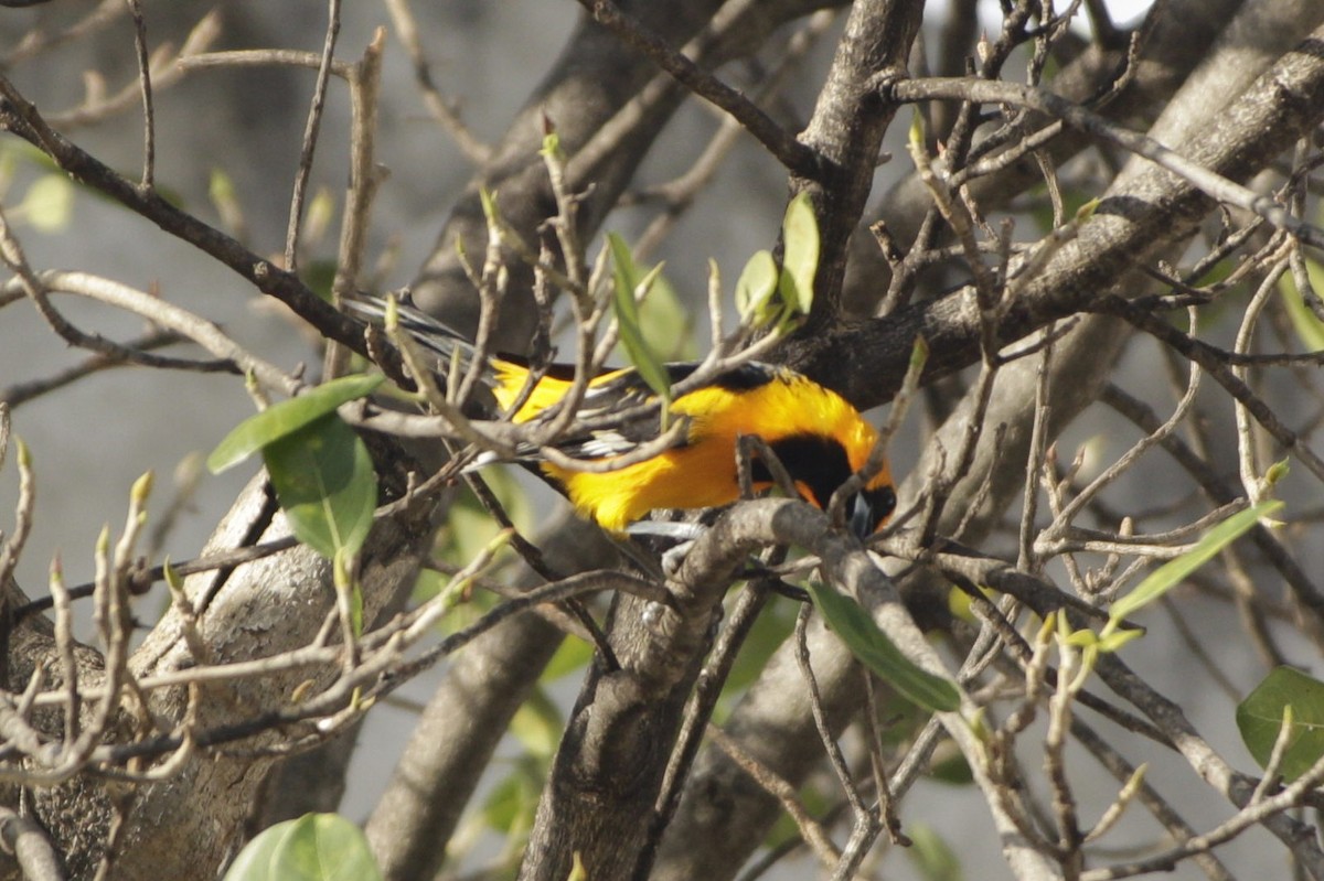 Altamira Oriole - ML646984092