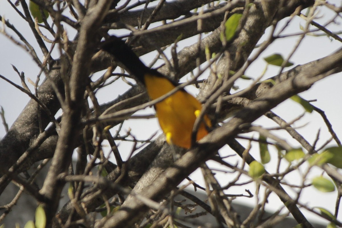 Altamira Oriole - ML646984093