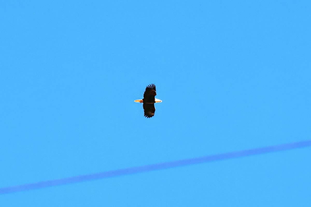 hvithodehavørn - ML646984095