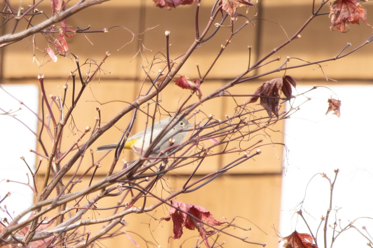 Virginia's Warbler - ML646984096