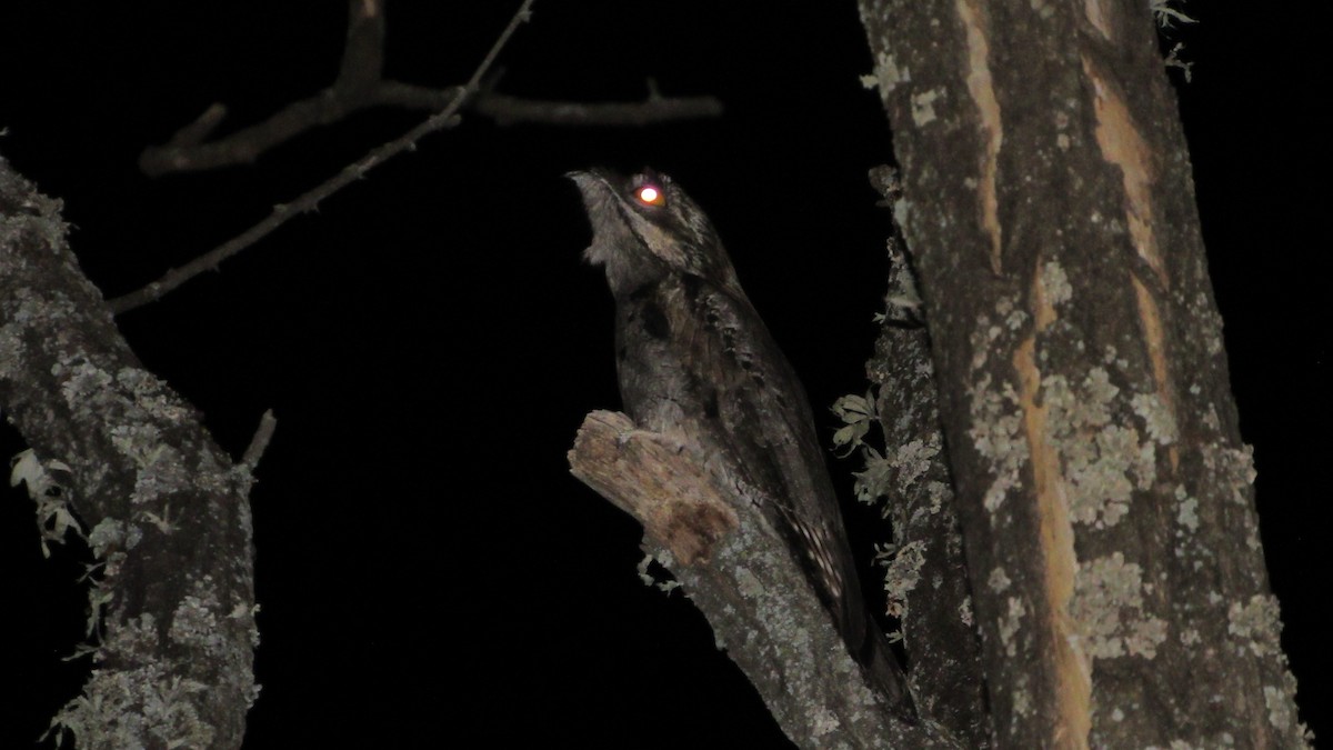 Klagetagschläfer - ML646984098