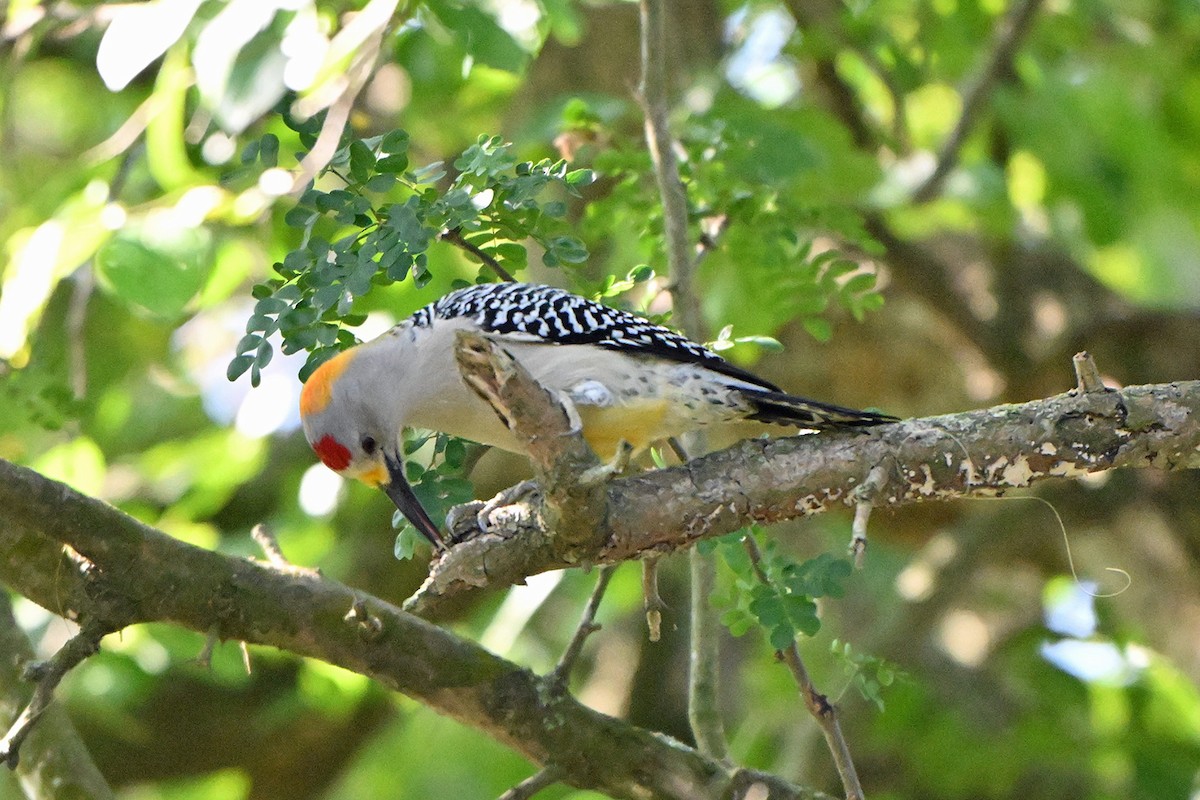 Златолобый дятел - ML646984099