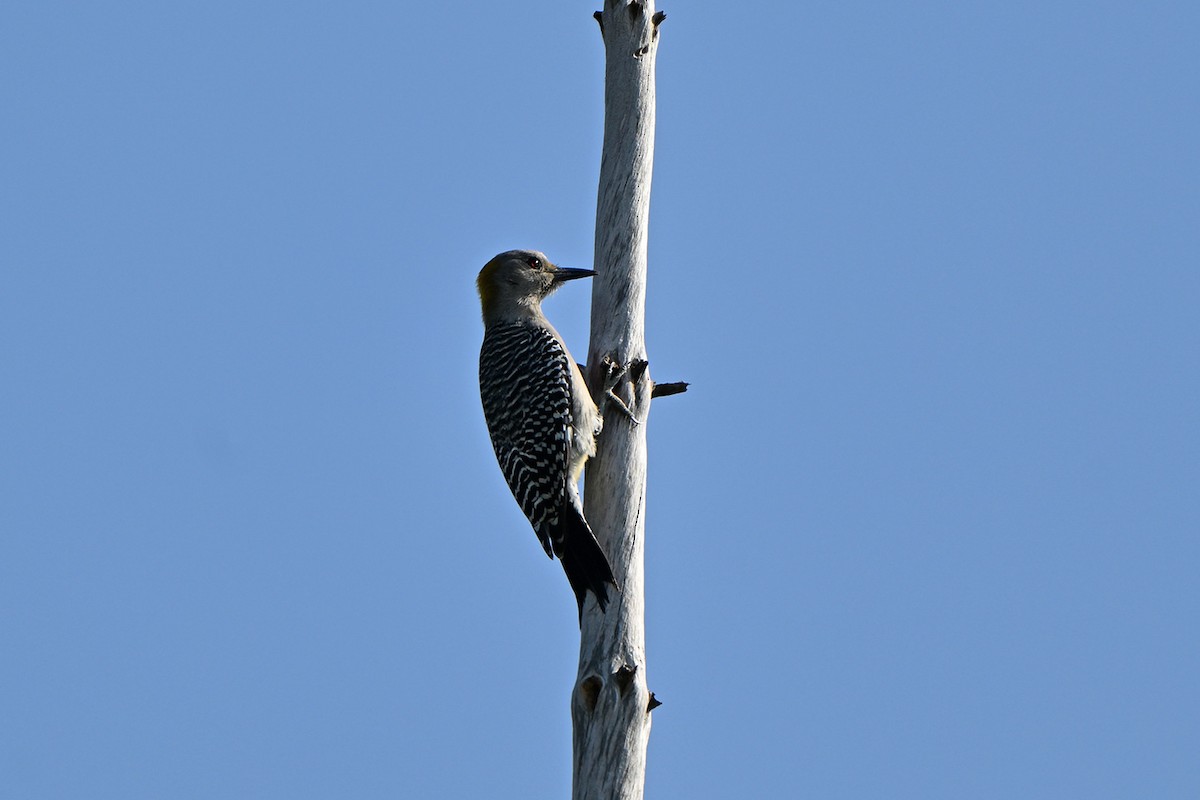 Златолобый дятел - ML646984100