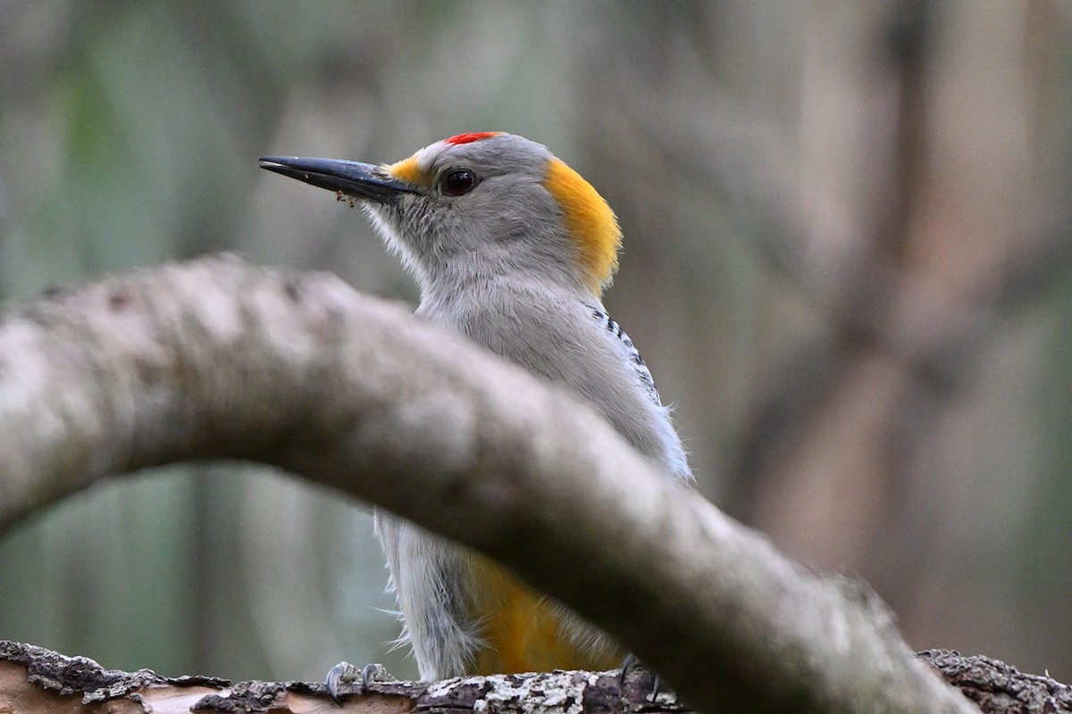 Златолобый дятел - ML646984101