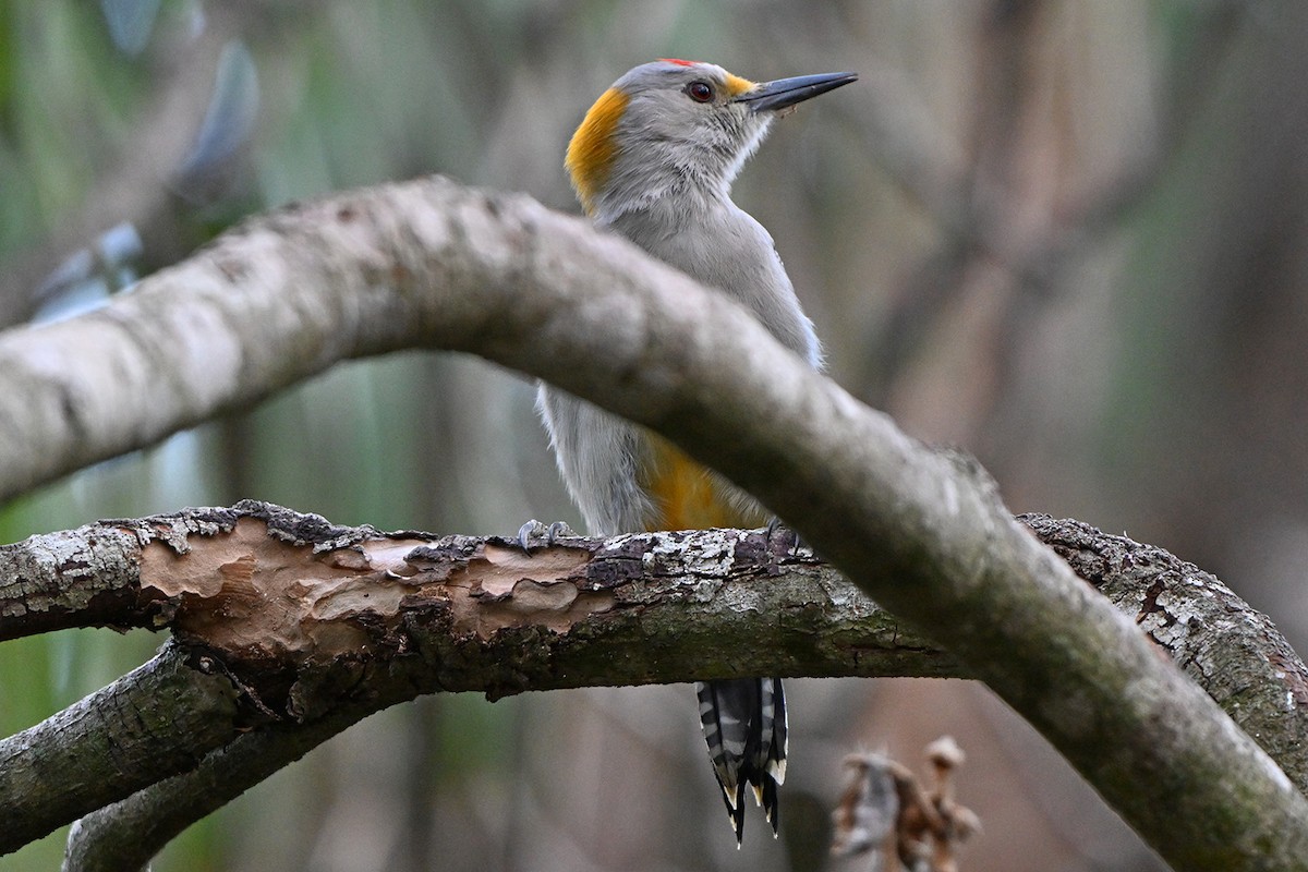 Златолобый дятел - ML646984102