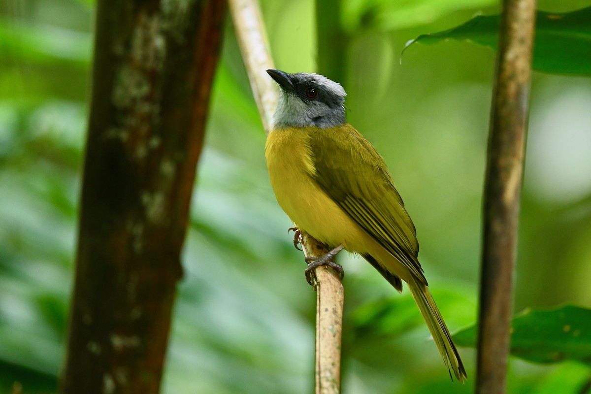 Танагра сіроголова - ML646984106