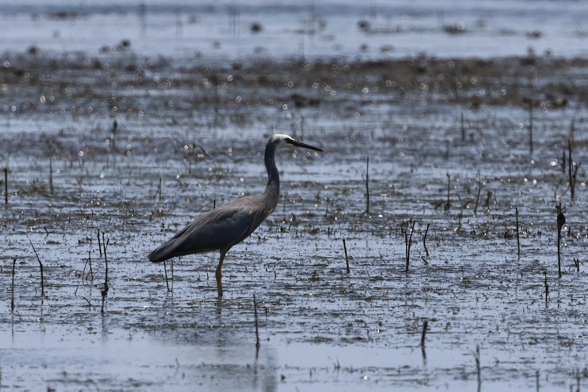 White-faced Heron - ML646984107