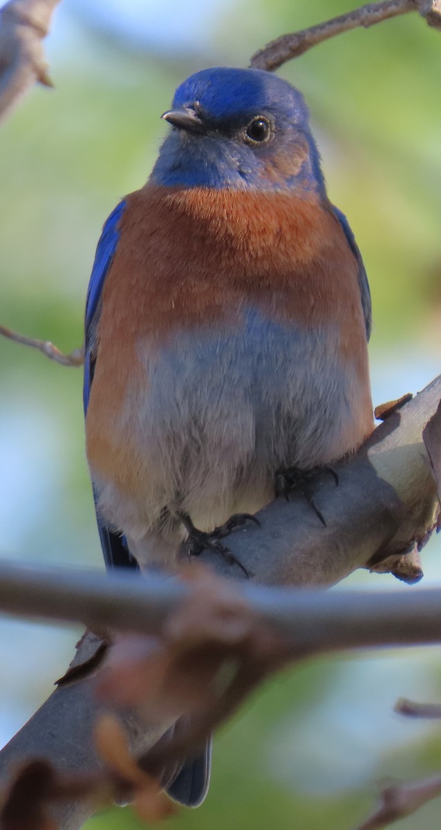 salašník západní - ML646984108