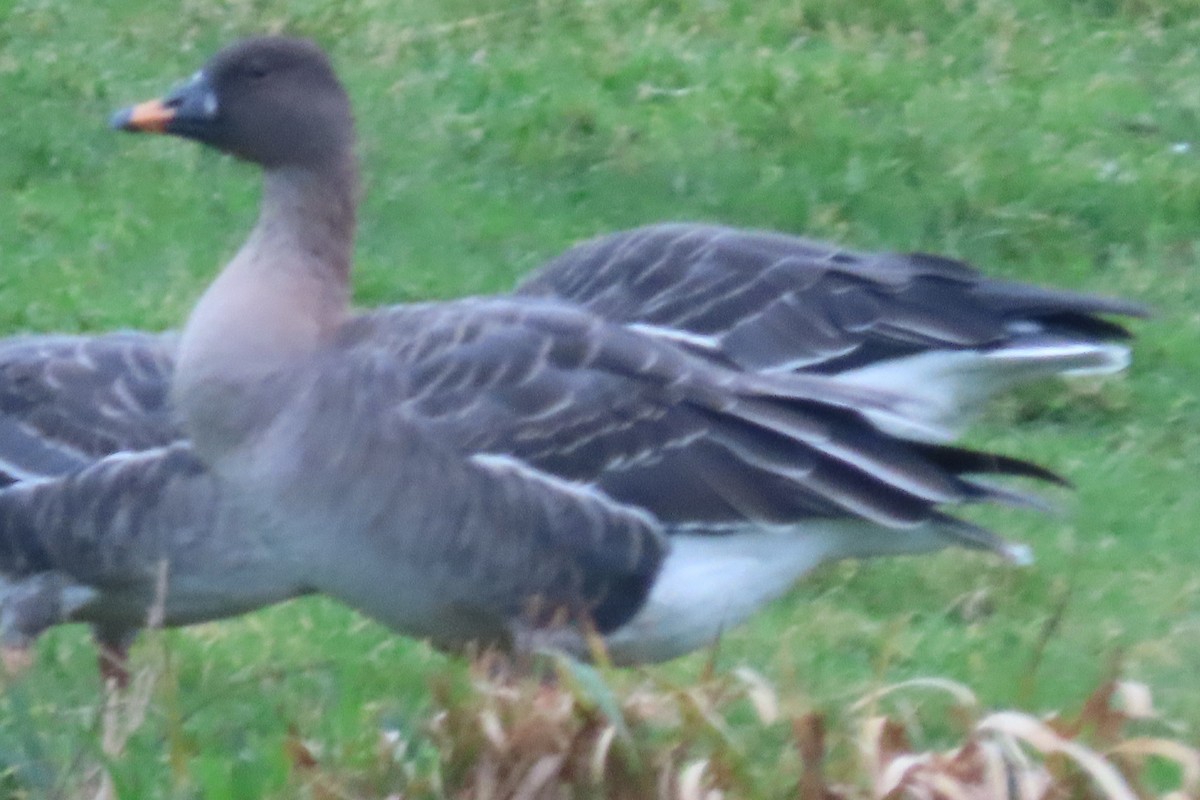 tundrasædgås - ML646984112