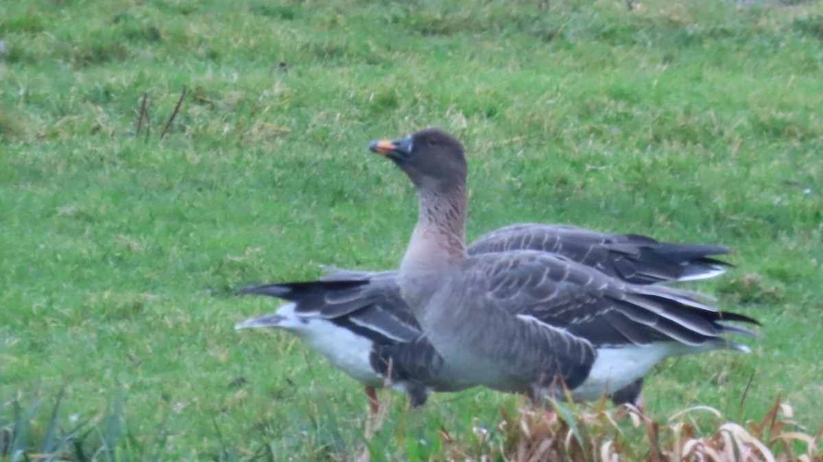 tundrasædgås - ML646984113