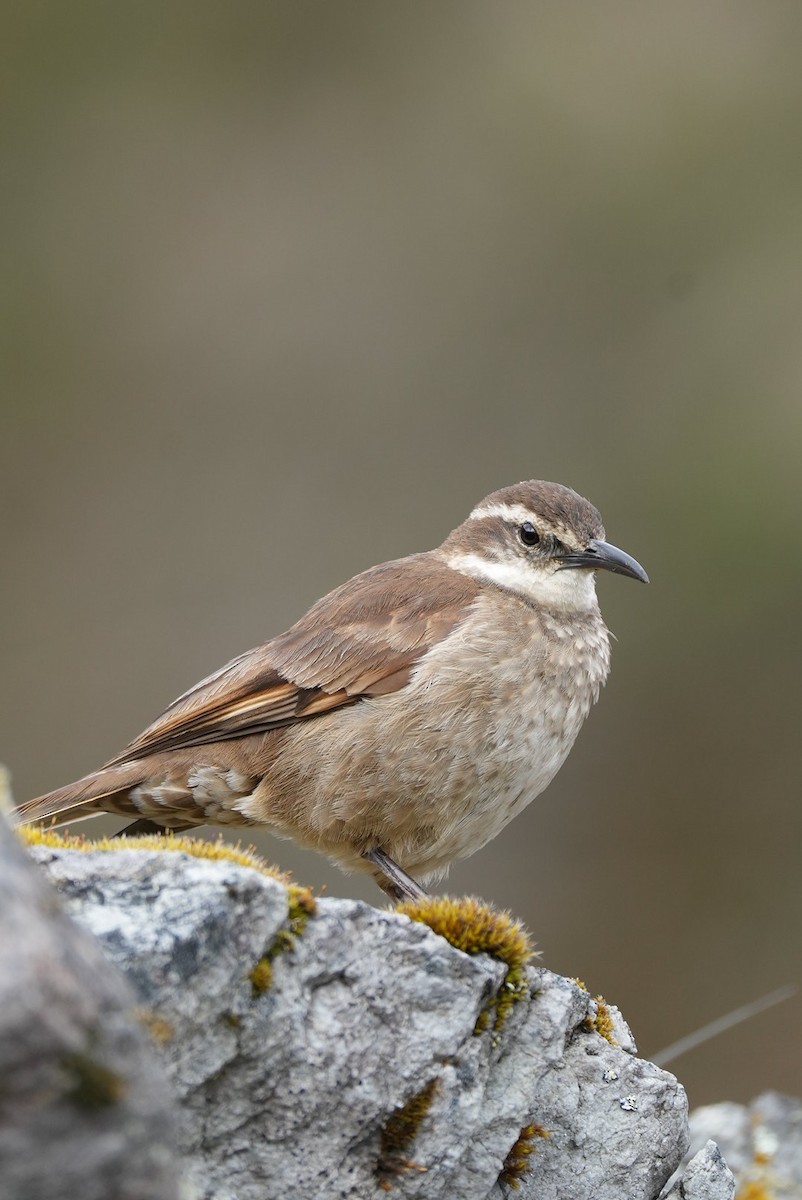 Chestnut-winged Cinclodes - ML646984114