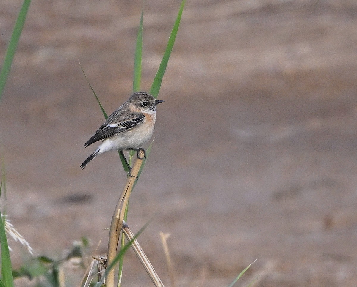 Siberian Stonechat - ML646984117