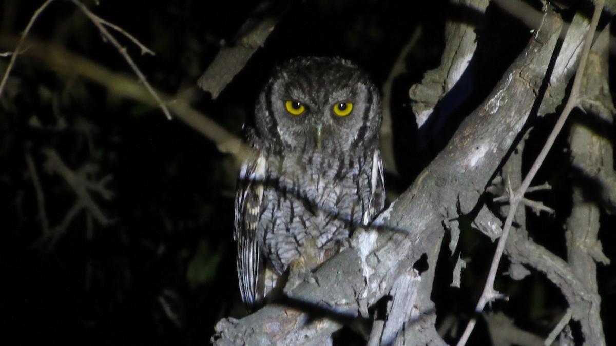 Tropenkreischeule - ML646984119