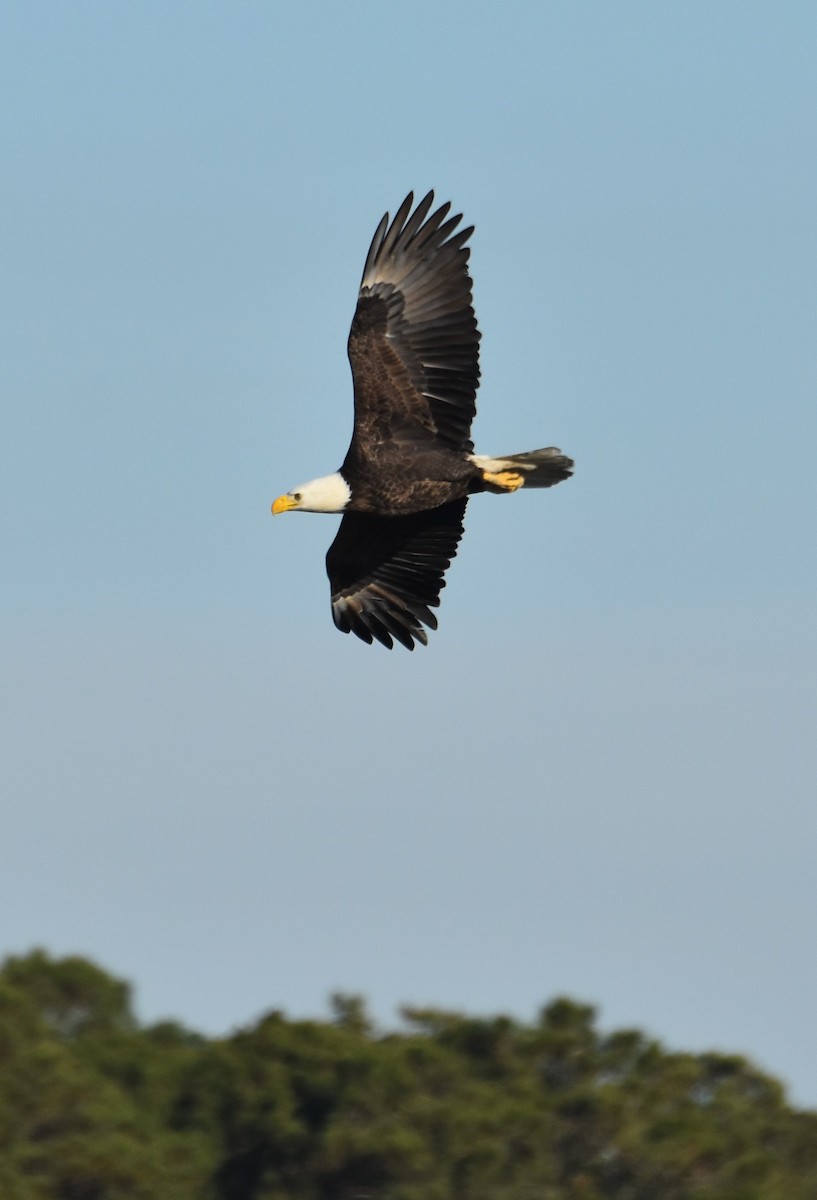 orel bělohlavý - ML646984122