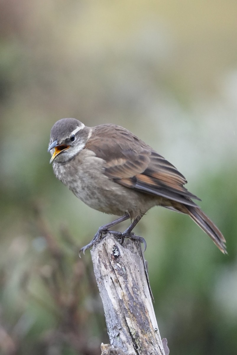 Chestnut-winged Cinclodes - ML646984123