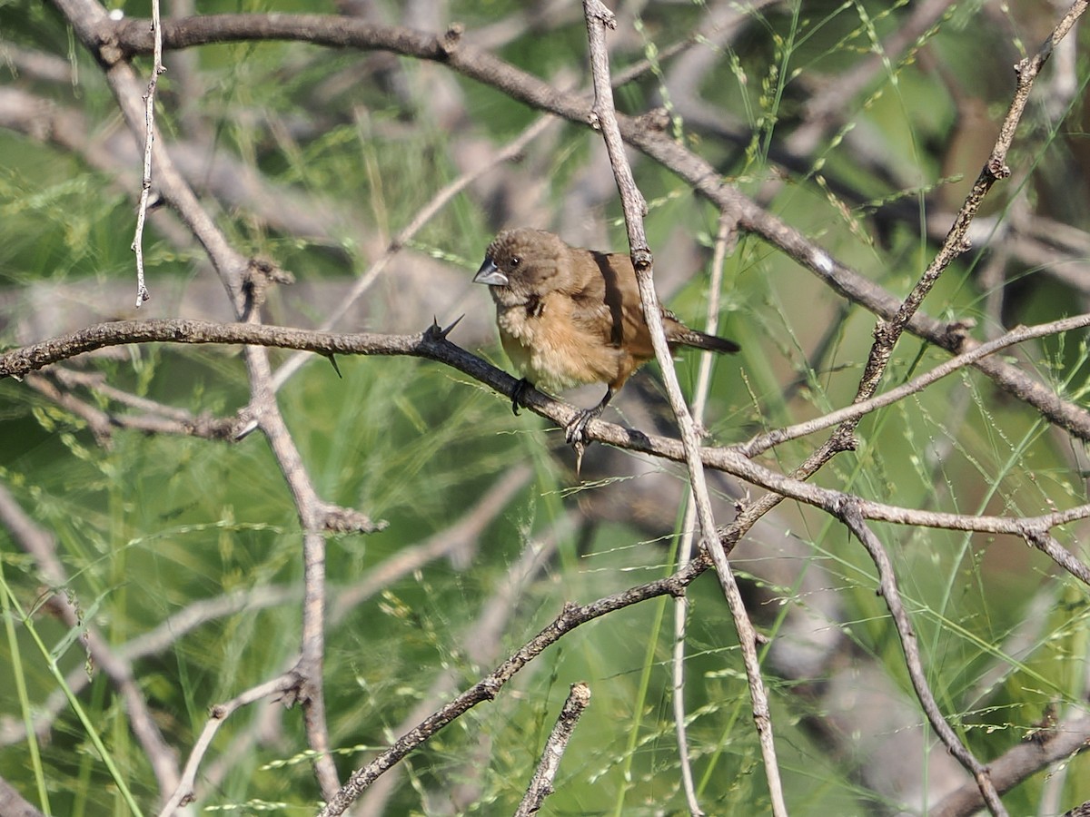 Bronze Mannikin - ML646984124