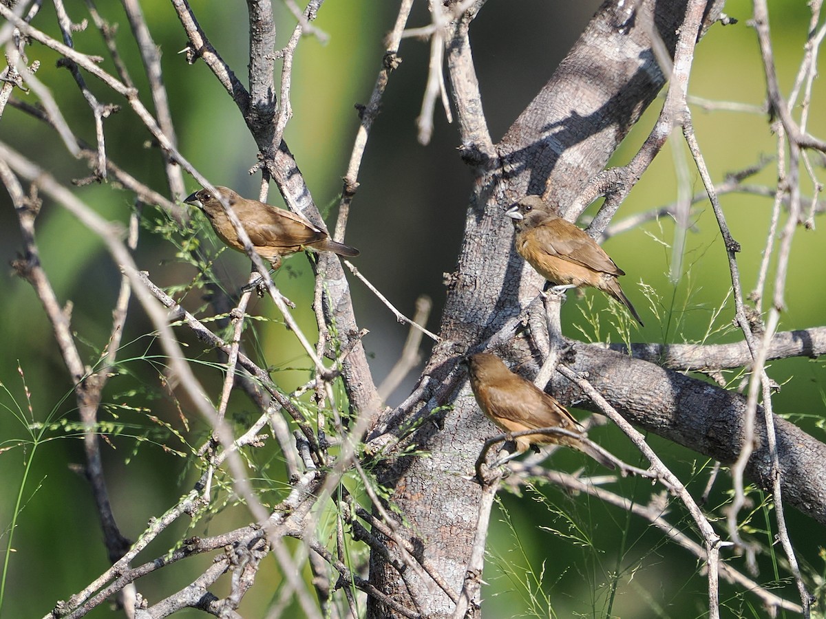 Bronze Mannikin - ML646984125