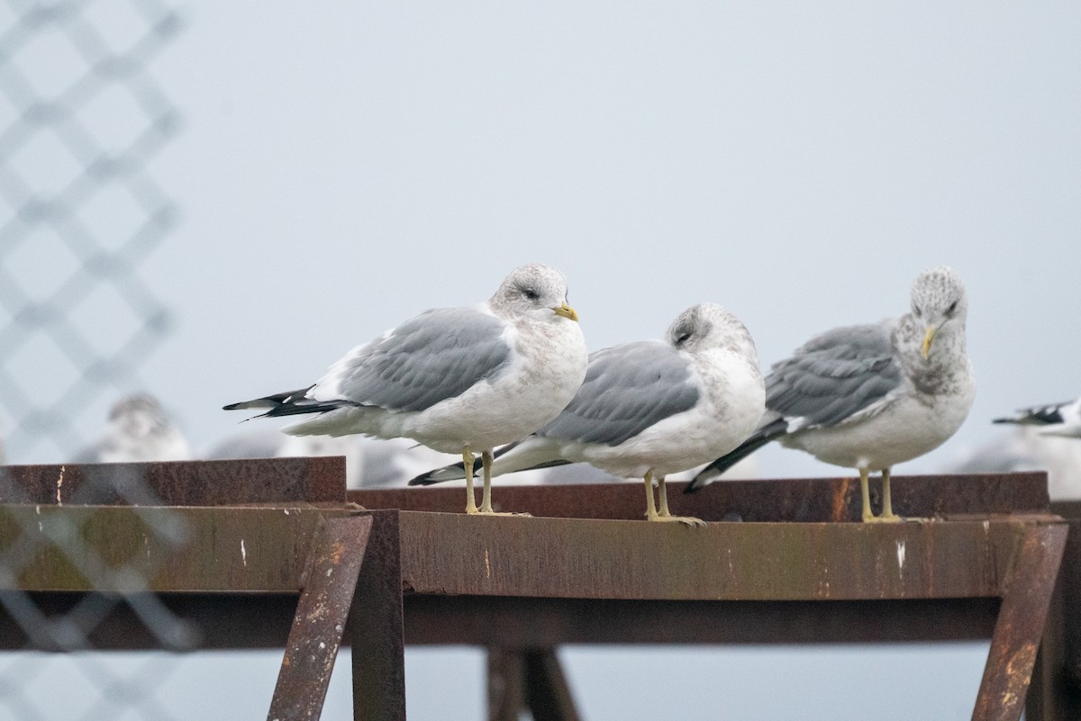 Short-billed Gull - ML646984126