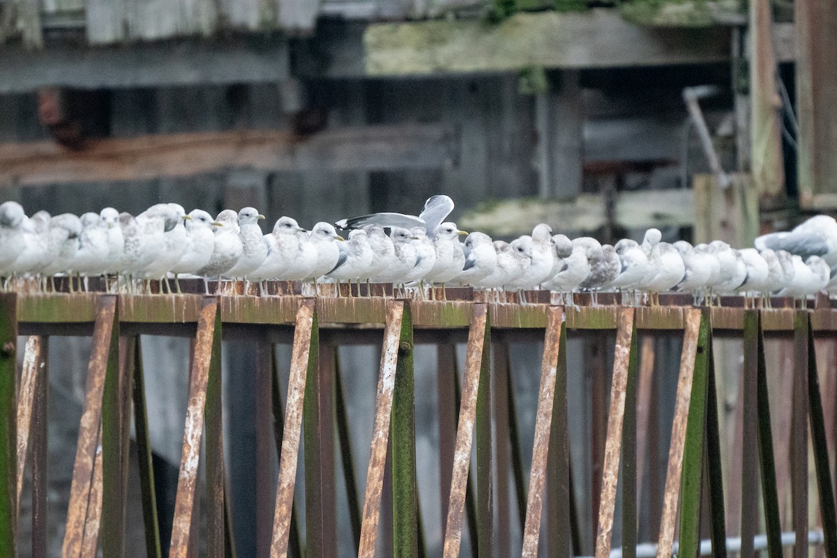 Short-billed Gull - ML646984127
