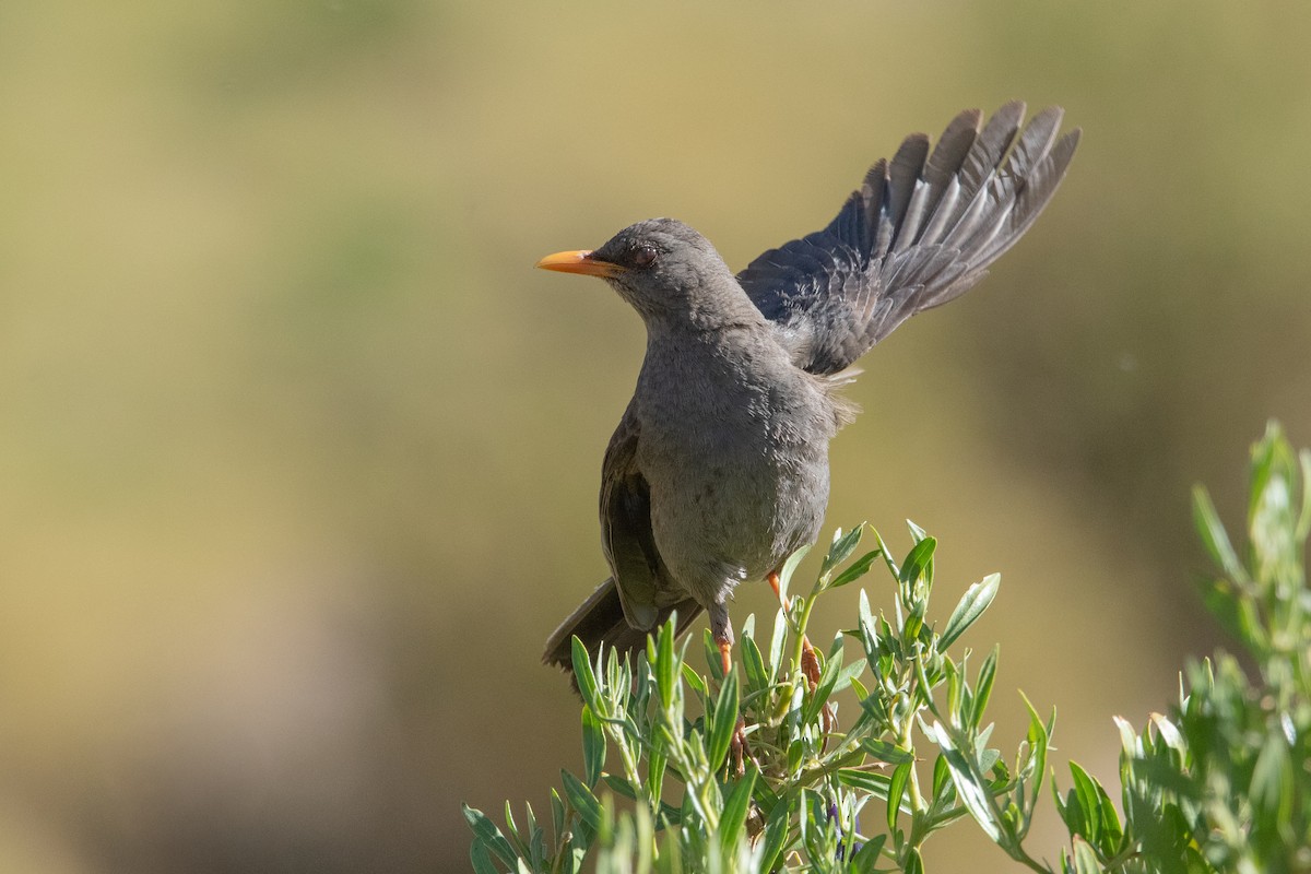 Chiguanco Thrush - ML646984128