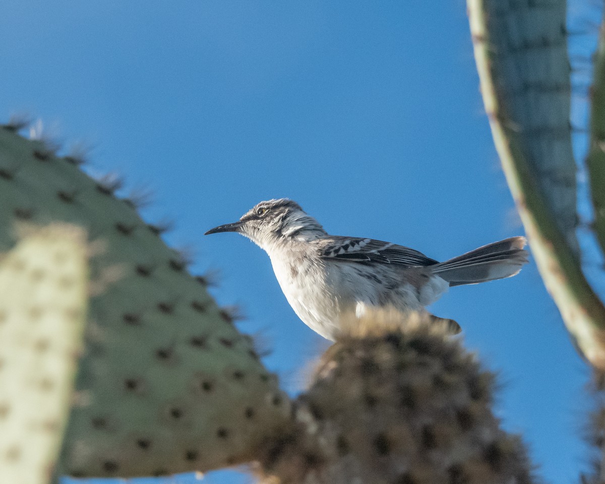 Galapagos Mockingbird - ML646984129