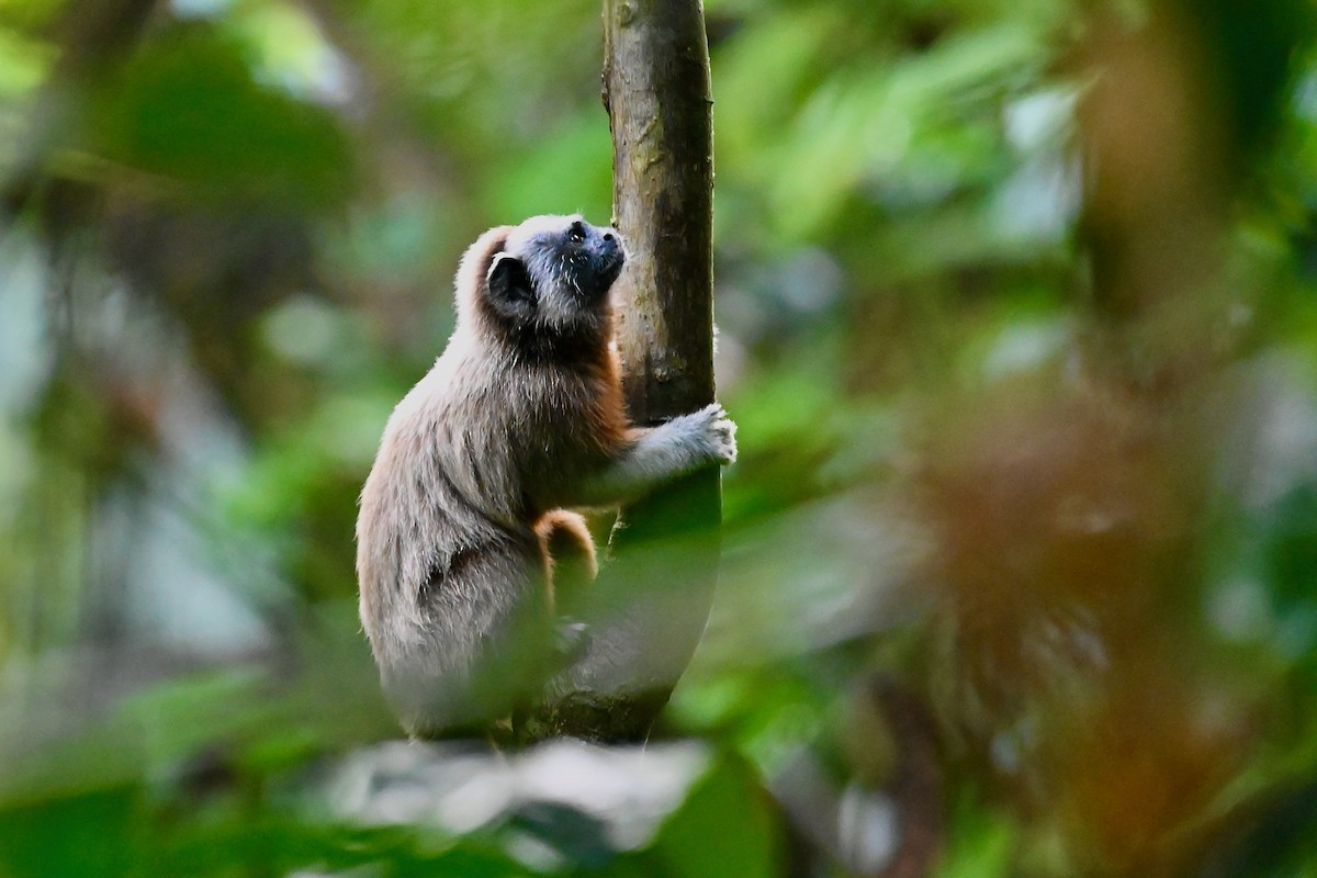 Mammals - ML646984134