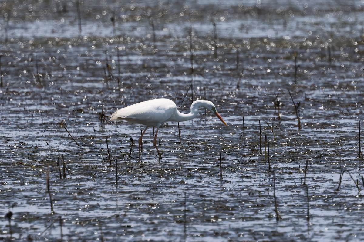 Airone bianco maggiore - ML646984135
