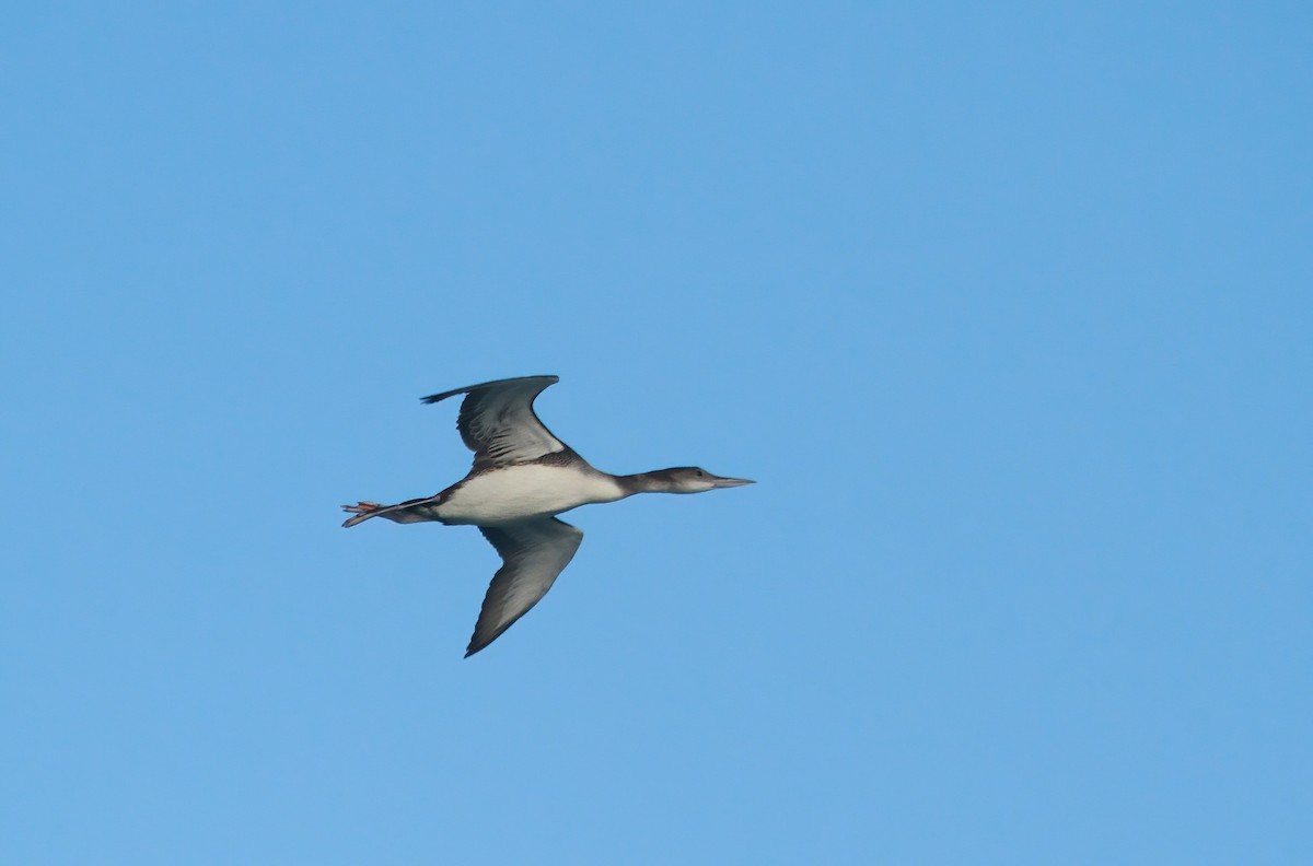 Гагара полярна - ML646984137