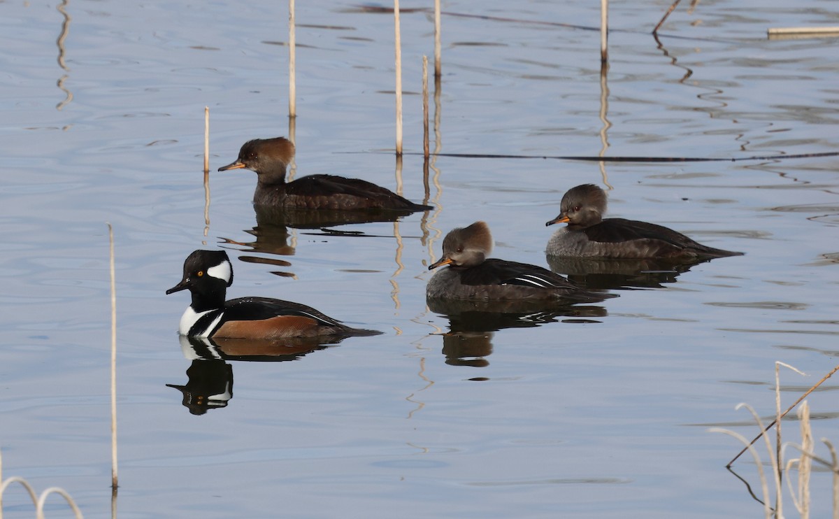 Serreta Capuchona - ML646984142