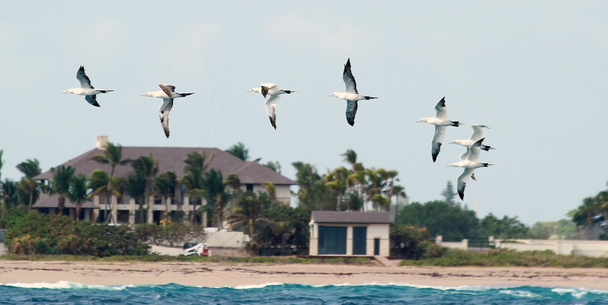 Сула атлантична - ML646984143