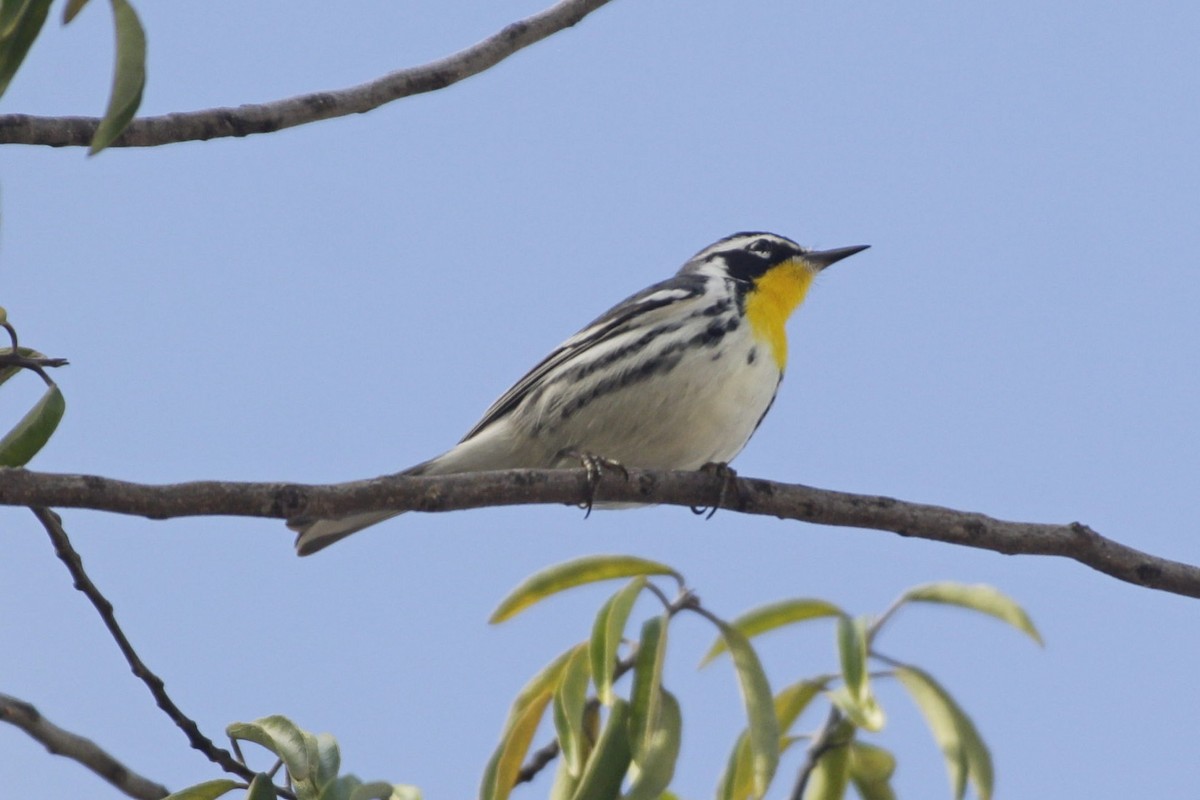 Goldkehl-Waldsänger - ML646984144