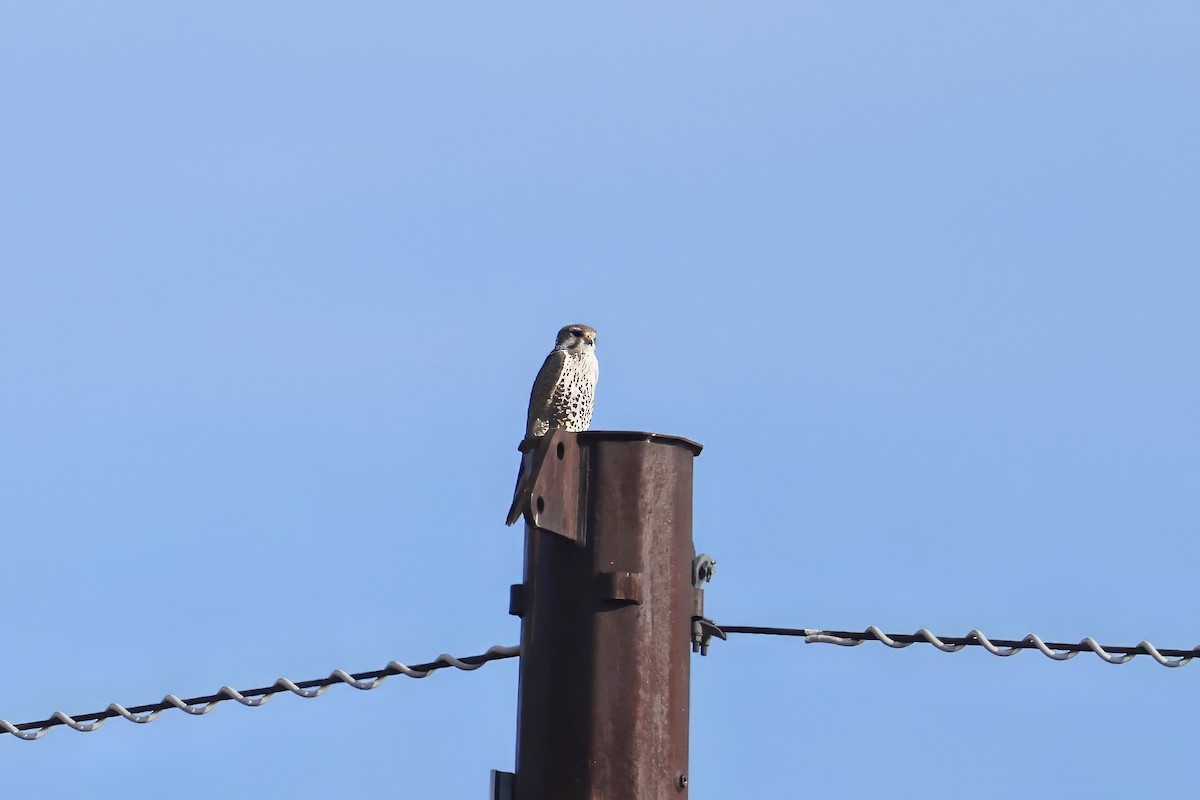 præriefalk - ML646984146