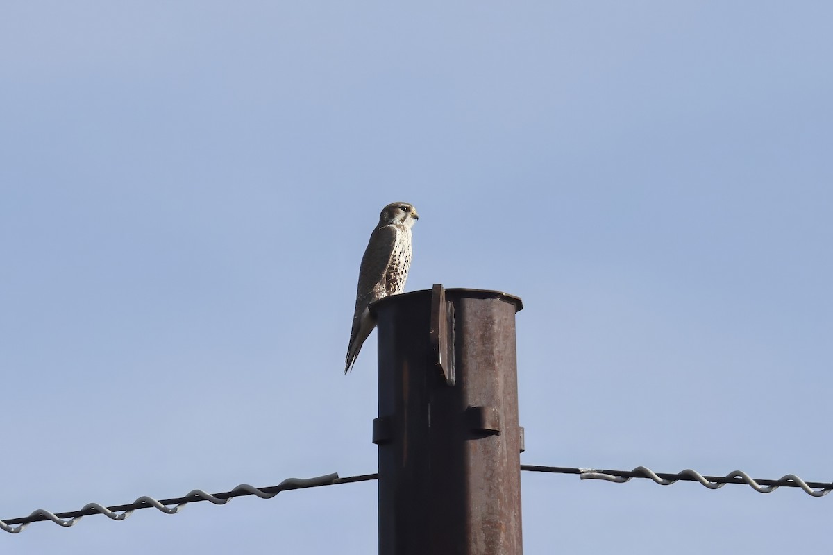 præriefalk - ML646984147