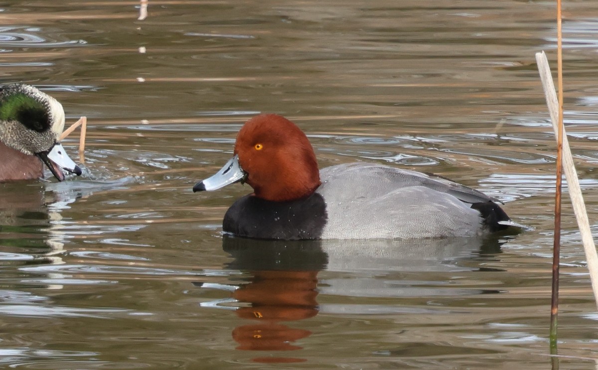 Porrón Americano - ML646984148