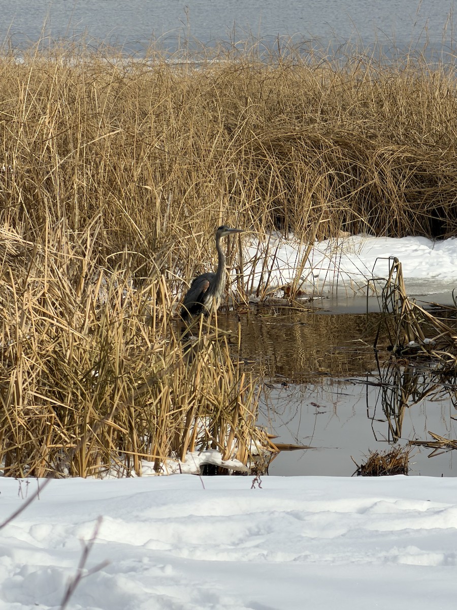 Great Blue Heron - ML646984149