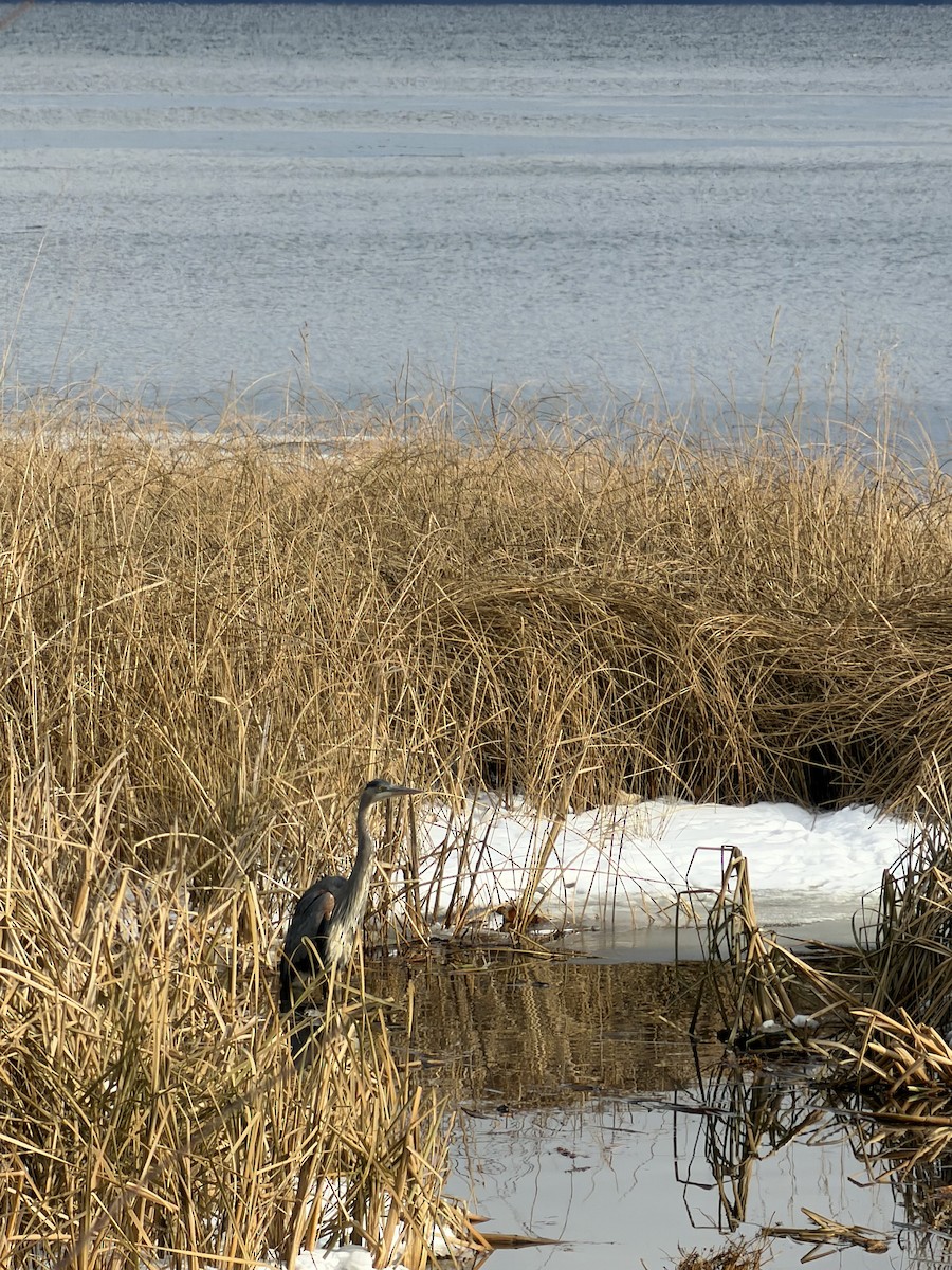 Great Blue Heron - ML646984150