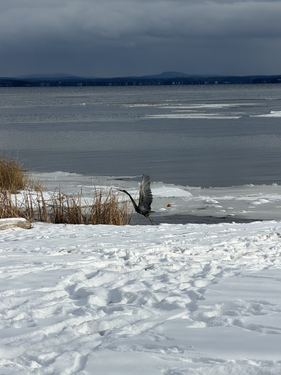 Great Blue Heron - ML646984151