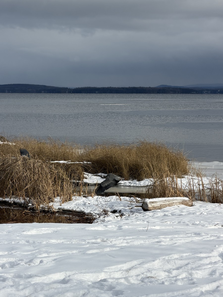 Great Blue Heron - ML646984152