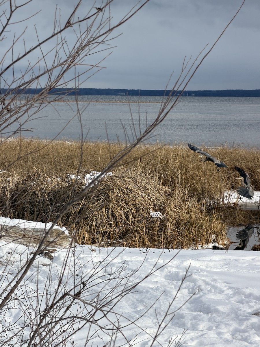 Great Blue Heron - ML646984153