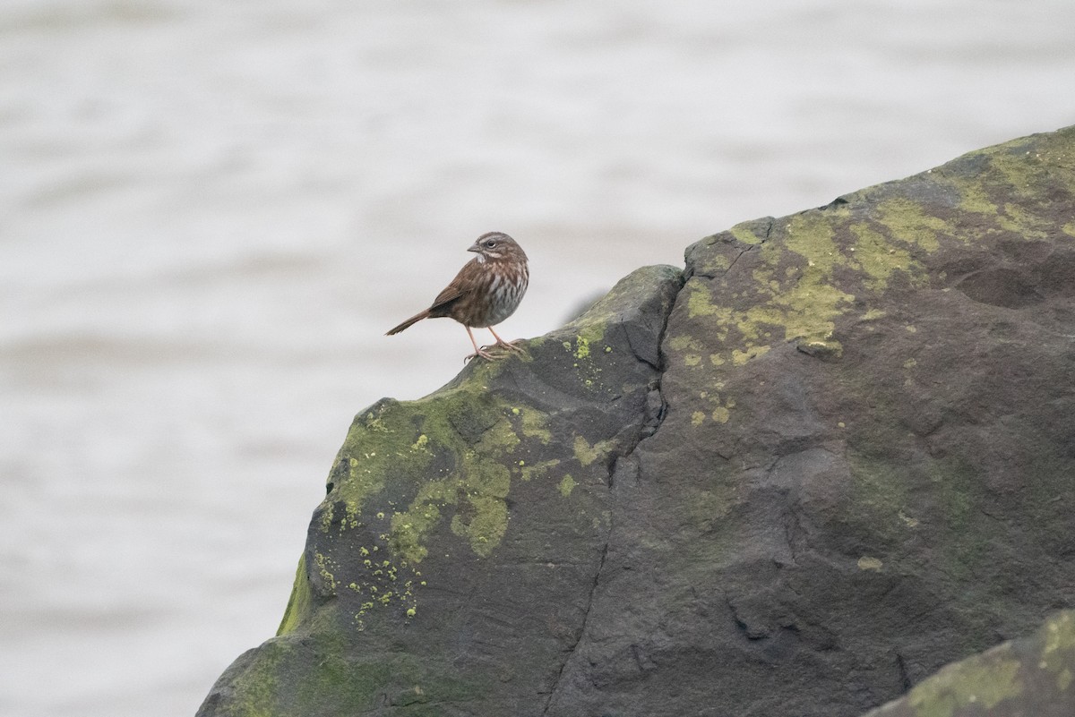 Song Sparrow - ML646984155