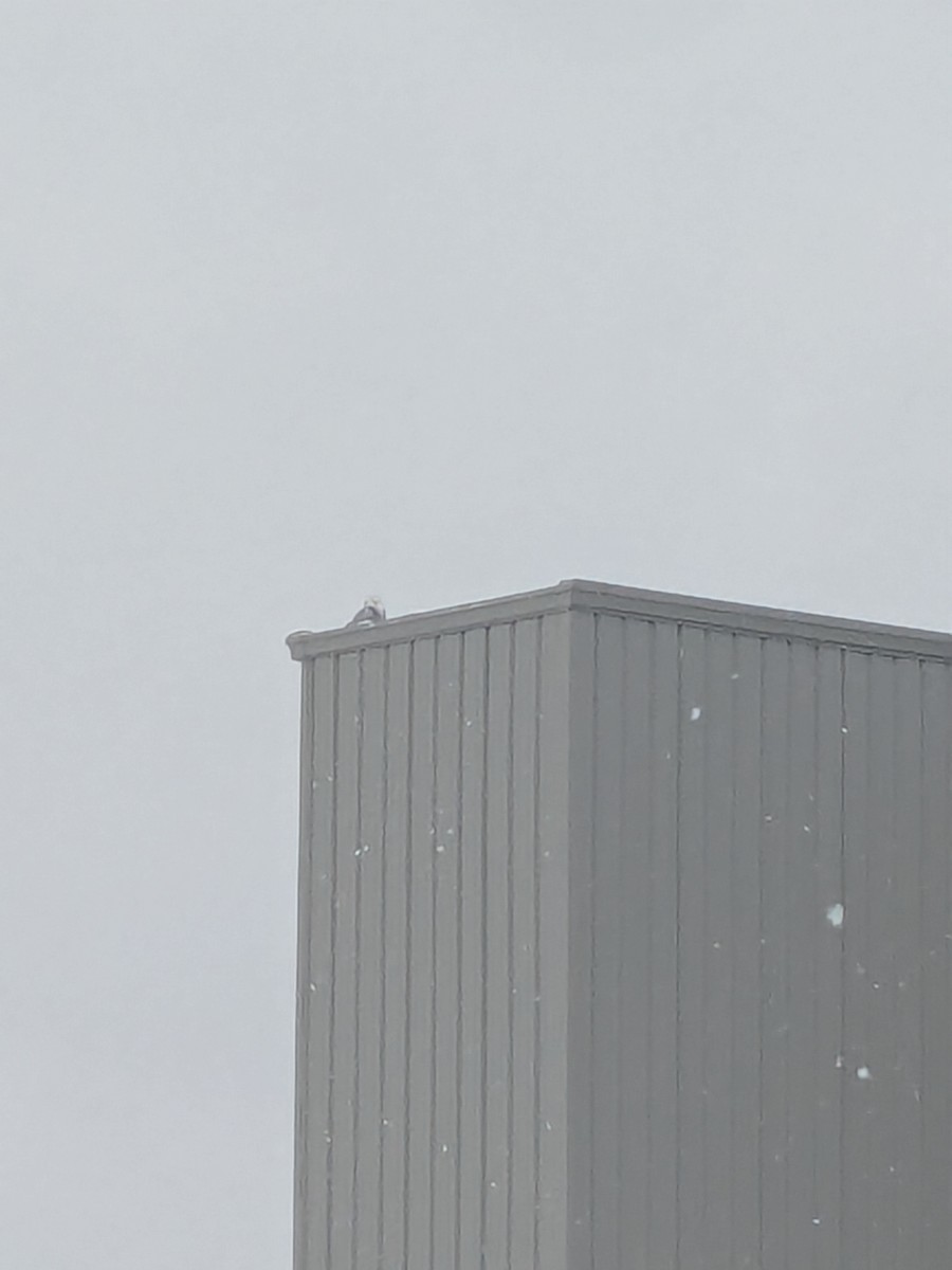 Elur-hontza - ML646984163