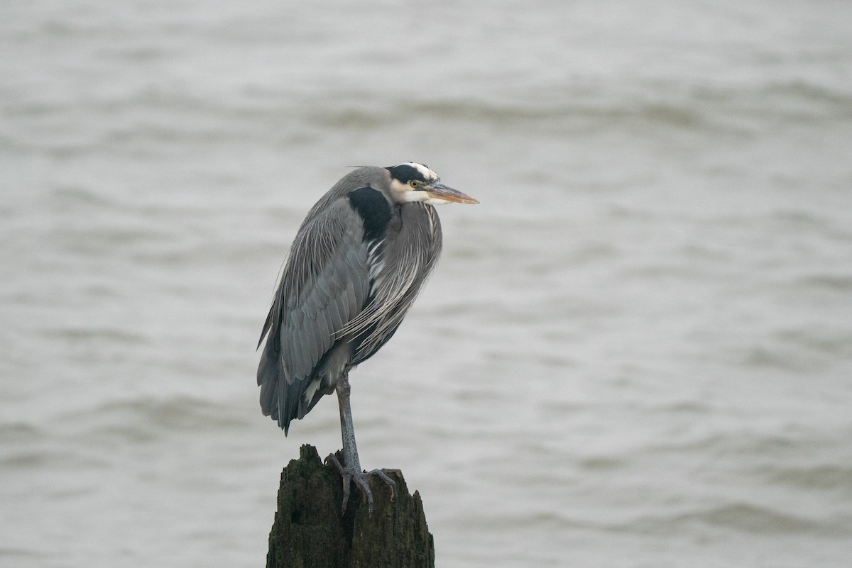 Great Blue Heron - ML646984164