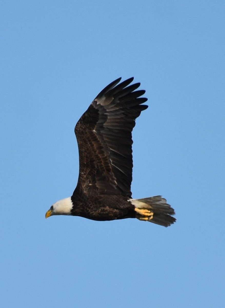 orel bělohlavý - ML646984165